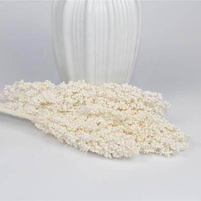 China Dried Sorghum Plant Supply Milled White Sorghum For Flower Arrangements for sale