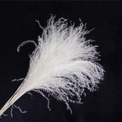 China factory supply bleached white pampas grass for home decoration D-03 for sale