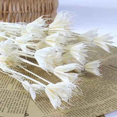 China Nigella Orientalis Nigella Orientalis Factory Supply Dried Promotion For Home Decoration for sale