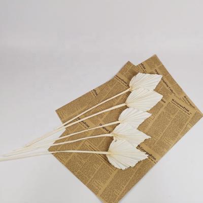 China Mini Style Amazon Dry Palm Leaf Mini Natural Dry Palm Fans for Home Decoration for sale