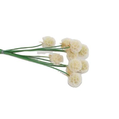 China Spray bleached preserved scabiosa a variety of colors can be chosen preserved scabiosa pods for vase flowers craft for sale