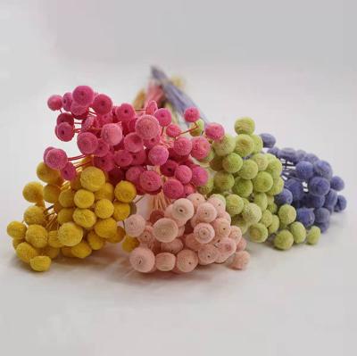 China Hot Selling Weding Home Decoration Flowers Preserved Bud Natural Dry Chrysanthemum For Home Decoration for sale