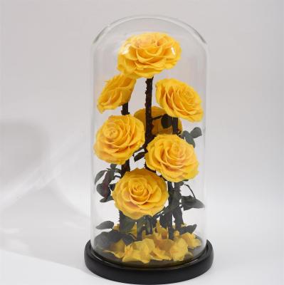 China Party Decoration King Size Mother's Day Gift 7pcs Infinity Real Yellow Preserved Flower Cool Rose In Glass Dome for sale