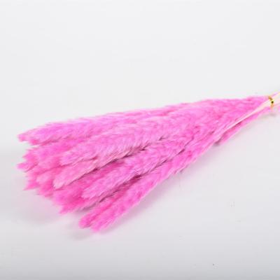 China Environment Friendly & Hot Sale Small Reed Sticks Dried Pampas Grass Fluffy Mini Plume Phragmites Multicolor Factory Fashionable For Indoor Outdoor for sale