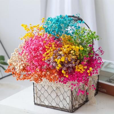 China Indor Decoration Low Price Factory Wholesale Natural Gypsophila Star Dried Baby's Breath Flower for sale