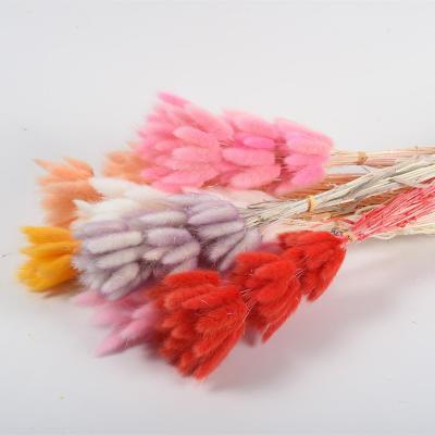 China Wholesale Durable Preserved Dry Grass Bunny Tails For Home Wedding Events Decoration Flowers Bunny Tail for sale