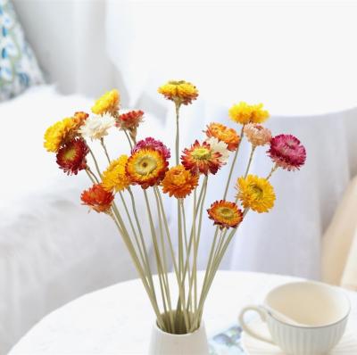 China Fashional 2021 Popular Hot Selling INS Amazon Decorative Flowers Bouquet Dried Flowers Dried Strawflower for sale