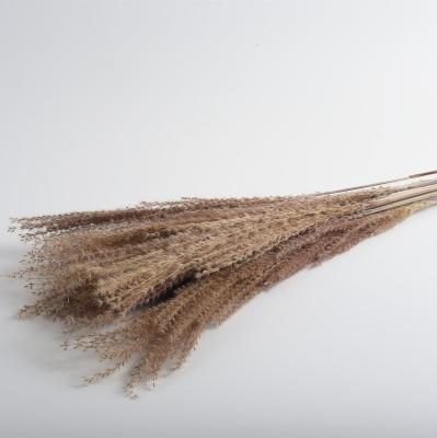 China Wholesale Natural Events Decoration Dry Grass Ponytail Drummer Grass Flower Bouquet True For Home Decor for sale