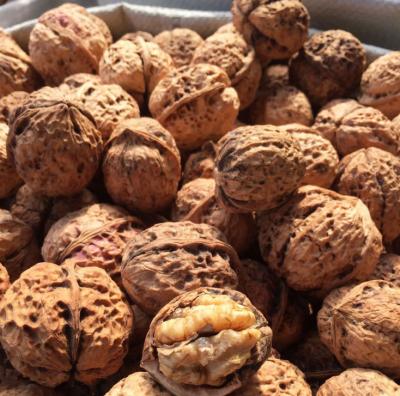 China Organic Dried Shelled Walnut Suppliers Best Price Walnuts for sale