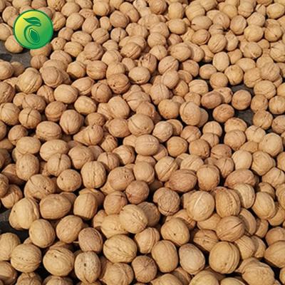 China 185 Nuts New Culture Dried China Walnut Jujibe Nuts Wholesale Supplier for sale