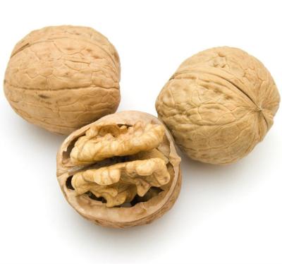 China East Dawn Nuts Walnut Inshell Nuts Manufacturer Dried Dry Price Fruit Price for sale