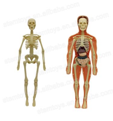 China high quality & Mini Eco-friendly Anatomical Skeleton Model Demonstration Model Stem DIY Toys Educational Toys For Children for sale