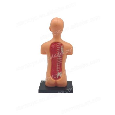 China high quality & eco-friendly educational toy mini human anatomy teaching model for school for sale