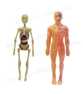 China high quality & Eco-Friendly Human Body Learning Toy Anatomy Organ Model DIY Skeletal Stem Toys Educational Toy For School for sale