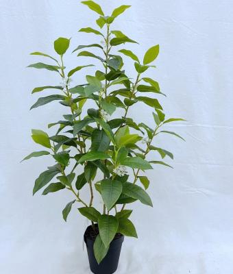 China New Design Home Tabletop Indoor Artificial Plant Green Decorative Osmanthus Fragrans Plastic Tree With Flower for sale