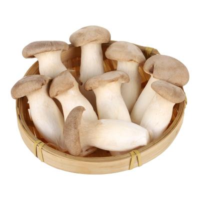 China Detan Fresh Plant Cultivating Fresh Mushroom Cultivated Eryngii King Oyster Funghi for sale