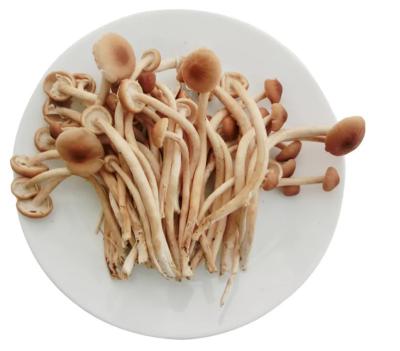 China Special Hot Selling Dried Mushrooms High Quality Food Dried Tea Tree Mushroom for sale