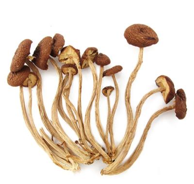 China Hot Selling Dried Edible Tea Tree Mushroom For Sale for sale