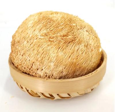 China Dry Mushroom Hericium Erinaceus Dry Head Hericium And Monkey Mushroom for sale