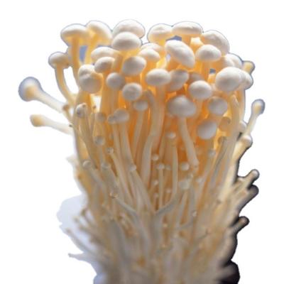 China Healthy farm enoki mushroom price for sale