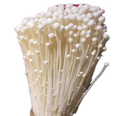 China Healthy chinese fresh white enoki mushroom price for sale