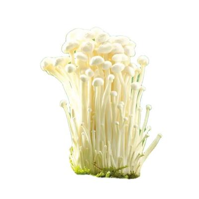 China Healthy fresh enoki in all types of mushrooms for sale