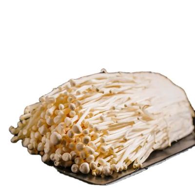 China China manufacturer factory price 100%nature healthy fresh enoki mushroom for sale