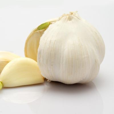 China Chinese fresh white garlic dry garlic wholesale fresh export best for sale