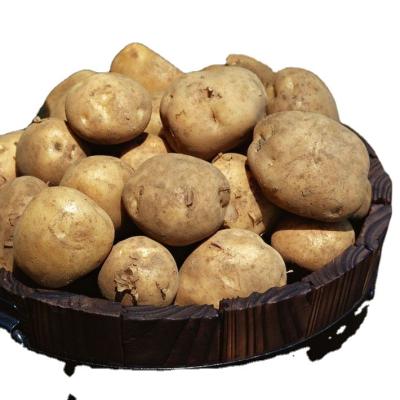 China fresh fresh potatoes for sale