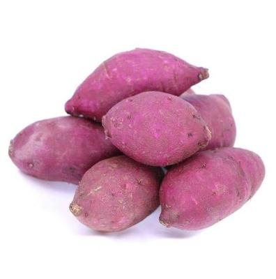 China New Size Fresh Harvest Gig Purple Sweet Potato for sale