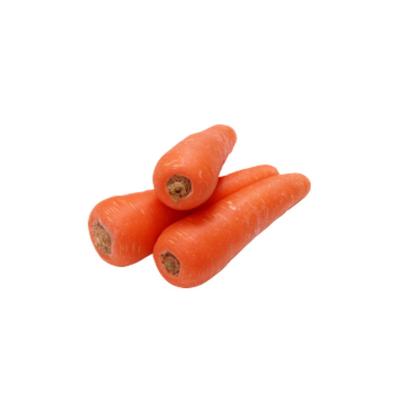 China Nutritional China Export Wholesale Organic Carrots Fresh Vegetable Fresh Carrots for sale