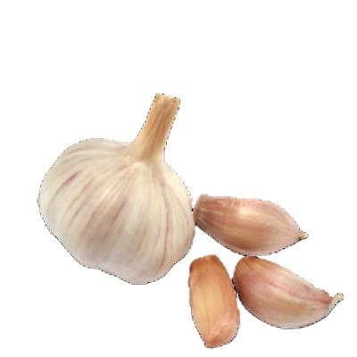 China 4.5cm 5cm Chinese HAPPC New Pure White Fresh Garlic 5.5cm for sale