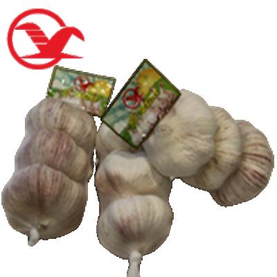 China Pi Zhou good quality fresh fresh red garlic 5.5cm white garlic for sale