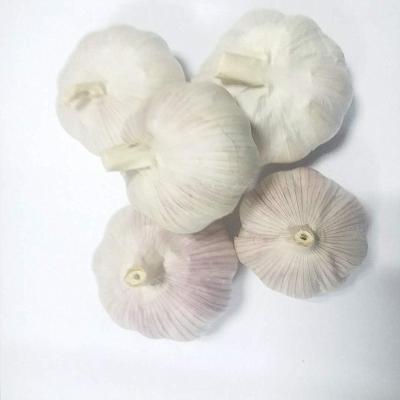 China Bulk New Factory Fresh Cultured Garlic Bulk Fresh Garlic For Sale for sale