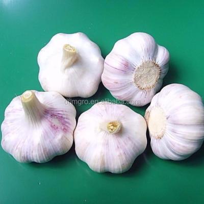 China China New Fresh Culture Normal White Fresh Garlic for sale