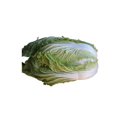 China New Season Fresh Chinese Cabbage Fresh Vegetable Exporter for sale