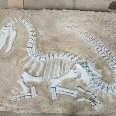 China Assembly Decoration Life Size Realistic Dinosaur Fossil For Sale for sale