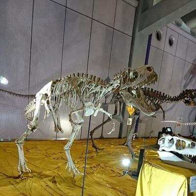 China Life Size Skeleton Science Exhibit Assemblage Dinosaur Fossil Replicas for sale