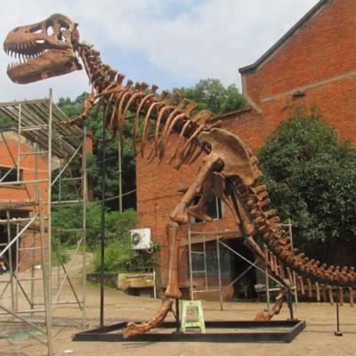 China Artificial Life Size Assembly Dinosaur Fossil Skeleton For Sale for sale