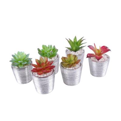 China Eco - Friendly Decorations Multiple Styles Plastic Artificial Succulent Plants for sale