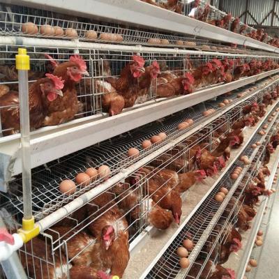 China Farms Hot Sales A H Type 3 4 Tiers 5 Doors Hot Dipped Galvanized Poultry Cages For Broilers In South Africa for sale