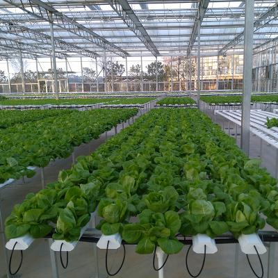 China High quality hydroponic leafy vegetable (eg lettuce) production table for greenhouse for sale