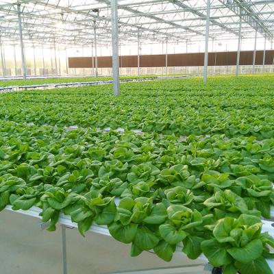 China Leafy Vegetable (eg Lettuce) Hydroponic Production Aquaponics Flood Tables and Trays Grow System for sale