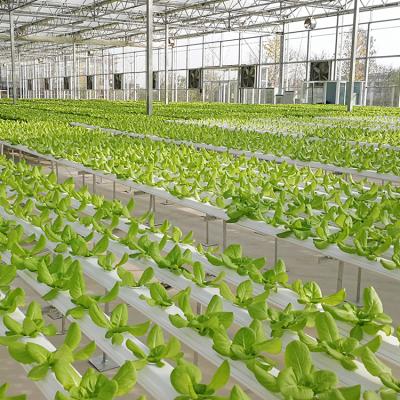 China Custom Size Aquaponics Growing Bed System For Leafy Vegetable (eg Lettuce) Production For Greenhouse for sale