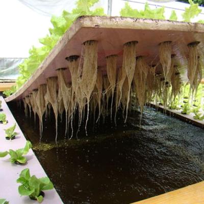 China Leafy &-Veg All Seasons; Fish Production China Supplier High Tunnel Greenhouse Aquaponic System for sale