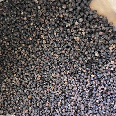 China ZZH big size dry black pepper bean 630gl with steam sterilization premium quality dried black pepper brazil price for sale