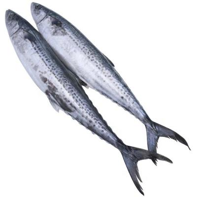 China New Low-CARB Frozen High Quality Iqf Amberjack Spanish Mackerel Wr On Ikan Tenggiri Price King Fish Whole Round For Sale Good for sale