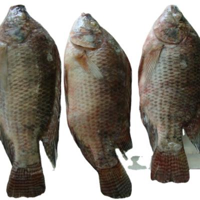 China Good Quality Organic Frozen Fish Tilapia Whole Round Fish For Wholesale for sale