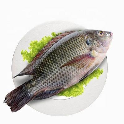 China Best Low-sodium Fresh Jelly Whole Around Black Tilapia Fish 300g To 500g Grade All WR Black Tilapia For Wholesale for sale