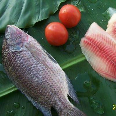 China Good Quality Organic Frozen Bulk Black Tilapia Fish Whole Round 100/200g 200/300g Tilapia For Wholesale Price for sale